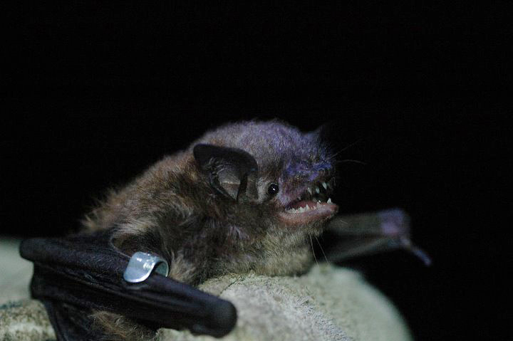 brown bat trapping grandville
