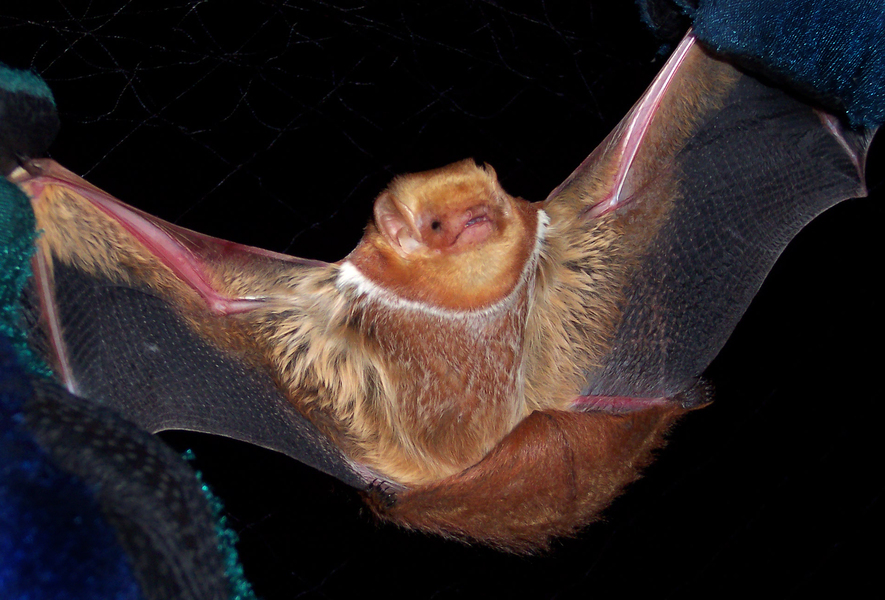 brown bat trapping wyoming