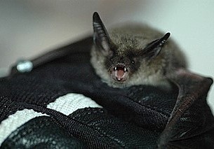 bat trapping grandville
